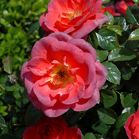 Plant Photo 2