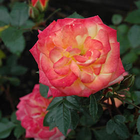 Plant Photo 10