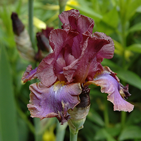 Plant Photo 5
