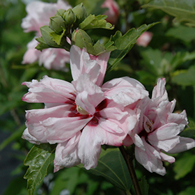 Plant Photo 10