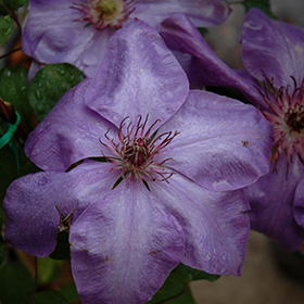 Plant Photo 4