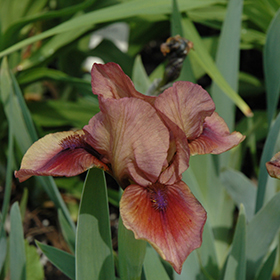 Plant Photo 2