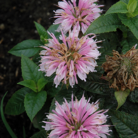 Plant Photo 1