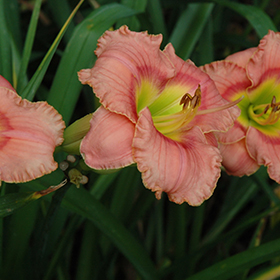 Plant Photo 4