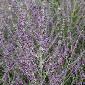 Plant Photo 4