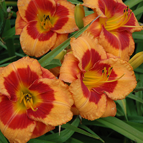 Plant Photo 3