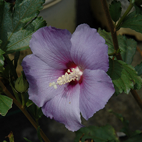 Plant Photo 10