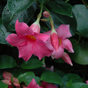 Plant Photo 9