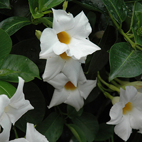Plant Photo 10