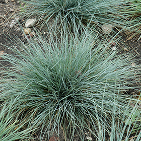 Plant Photo 2