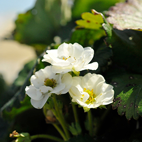 Plant Photo 6