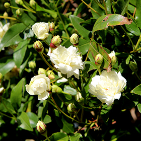 Plant Photo 10