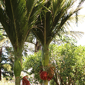 Plant Photo 6
