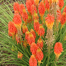 Plant Photo 3