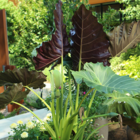 Plant Photo 5