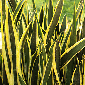 Plant Photo 7