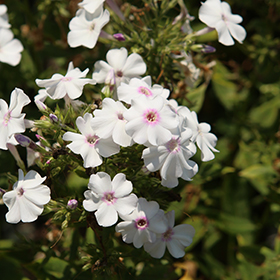 Plant Photo 10