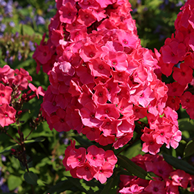 Plant Photo 2