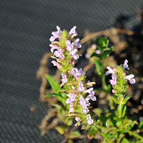 Plant Photo 6