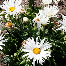 Plant Photo 10