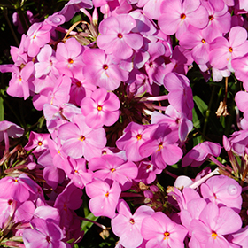 Plant Photo 4