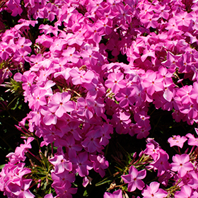 Plant Photo 10