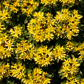 Plant Photo 4