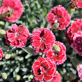 Plant Photo 8