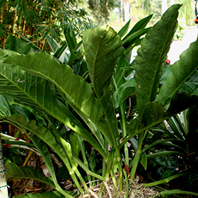 Plant Photo 2
