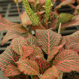 Plant Photo 10