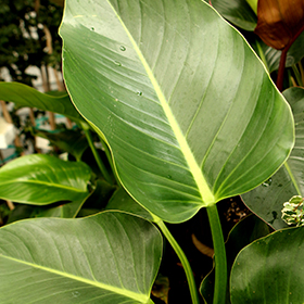 Plant Photo 10