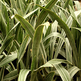 Plant Photo 8