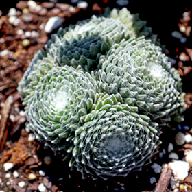 Plant Photo 4