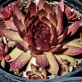 Plant Photo 3