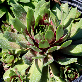 Plant Photo 7