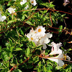 Plant Photo 6