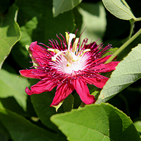 Plant Photo 6