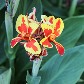Plant Photo 1
