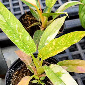 Plant Photo 6
