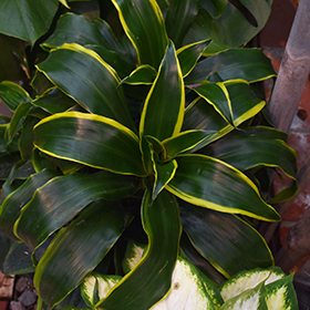 Plant Photo 5