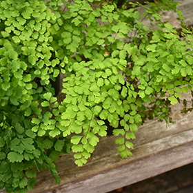 Plant Photo 4