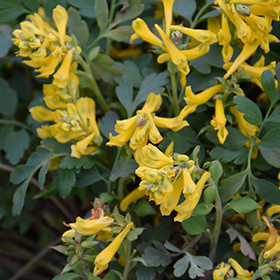 Plant Photo 8