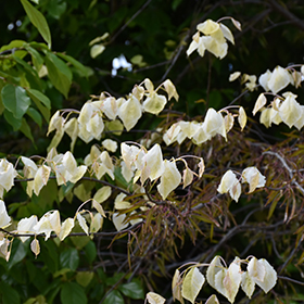 Plant Photo 5