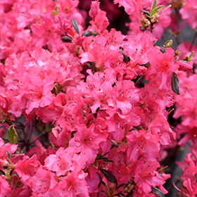 Plant Photo 8