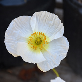 Plant Photo 9