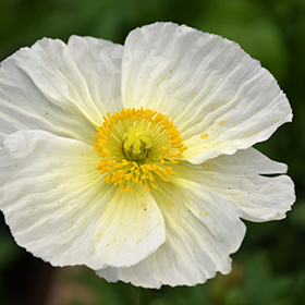 Plant Photo 3