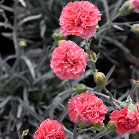 Plant Photo 2