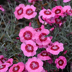 Plant Photo 10