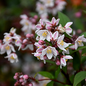 Plant Photo 4