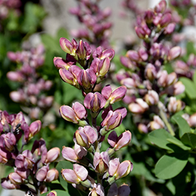 Plant Photo 8